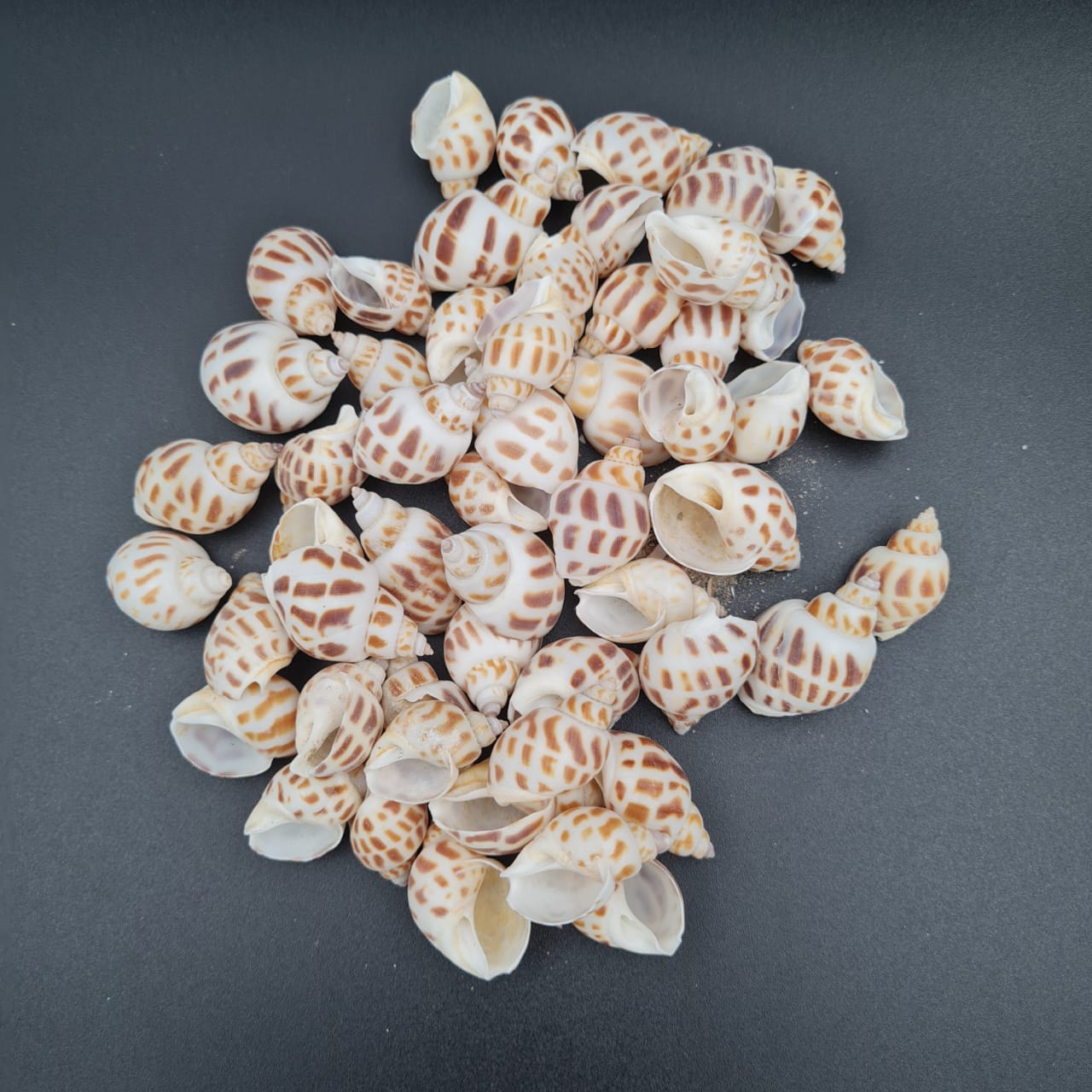 Natural Sea Shells 12