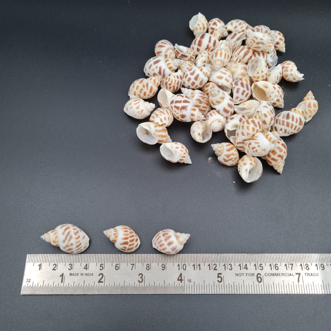 Natural Sea Shells 12
