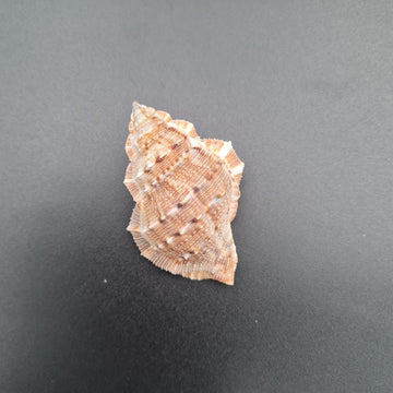 Natural Sea Shells