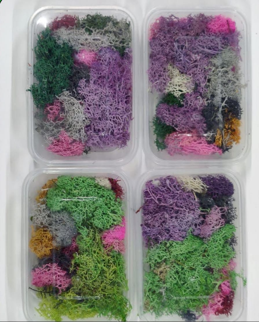 3D Moss Box Random Colour