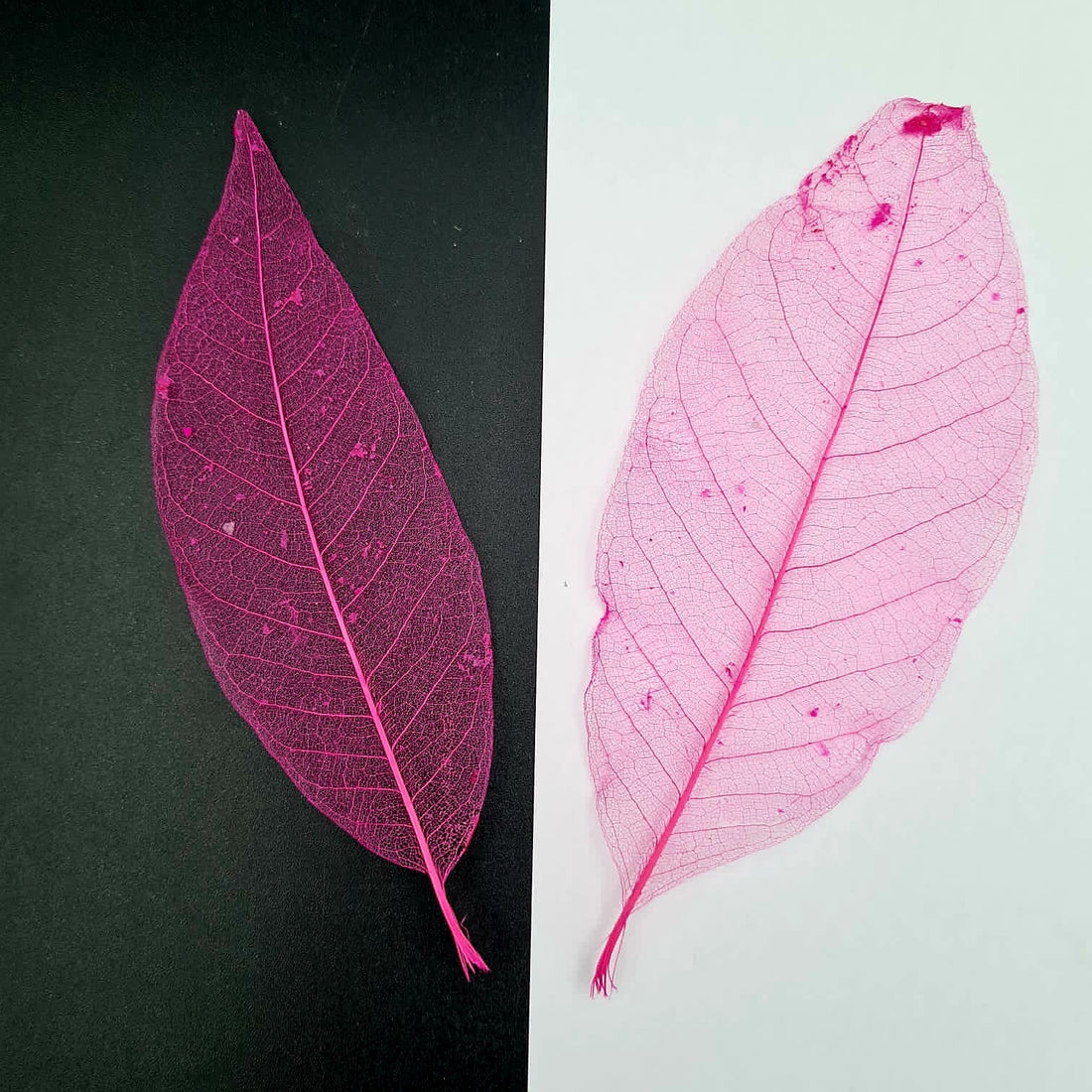 Small Mangolia Leaf Multi Colour