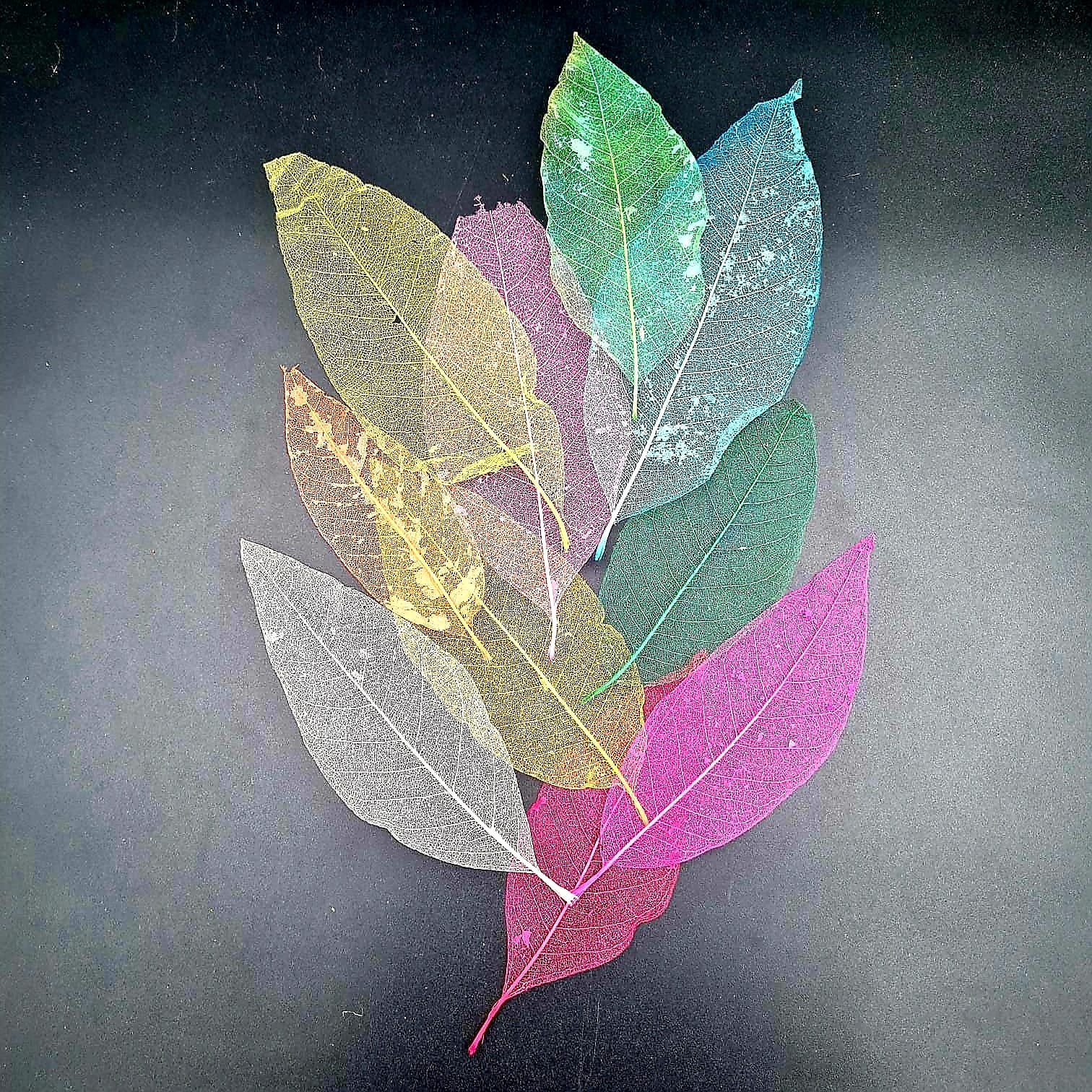 Small Mangolia Leaf Multi Colour