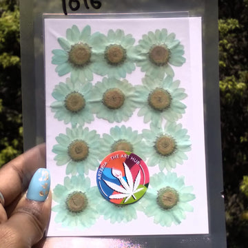 Pressed Daisies- Aquamarine