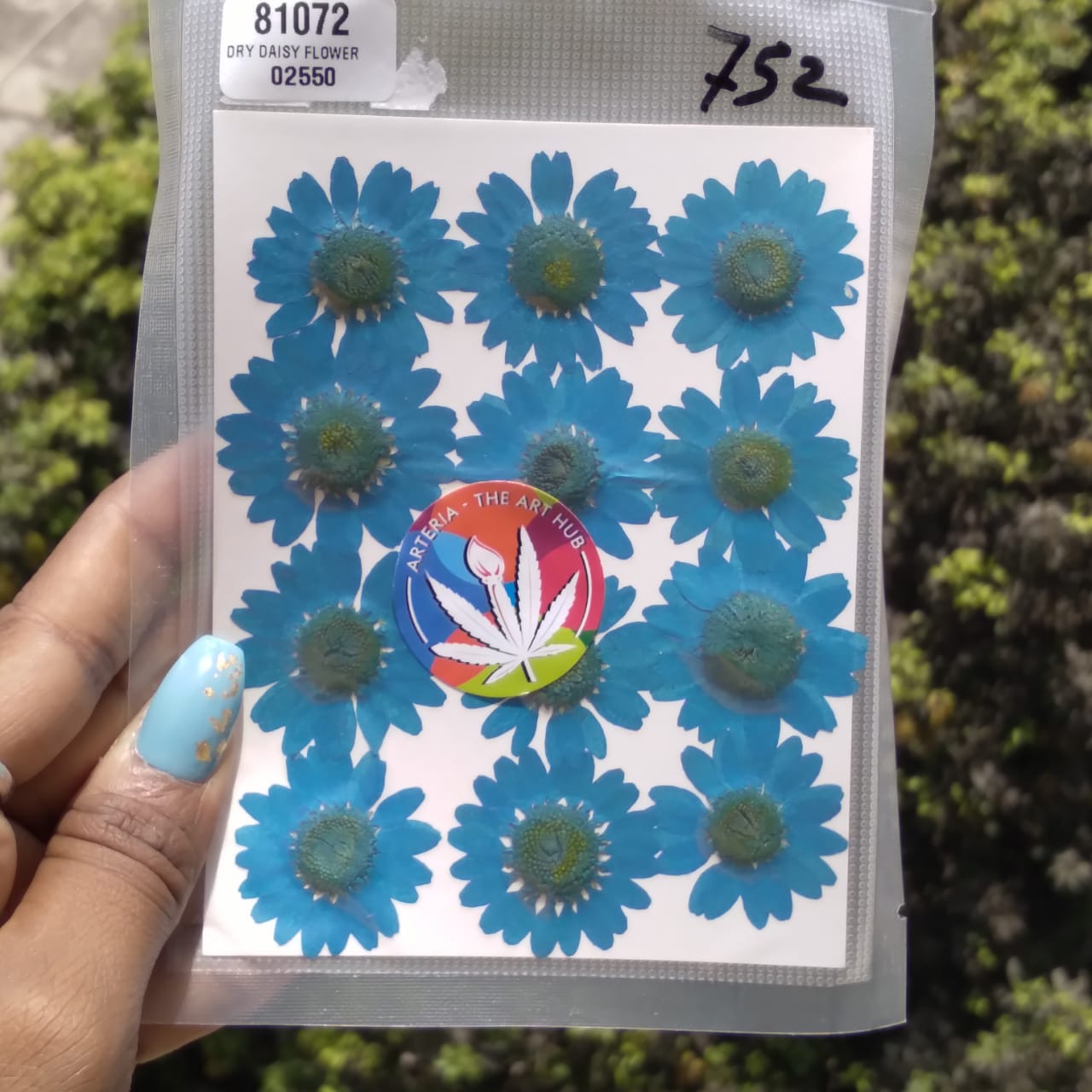 Pressed Daisies- Blue