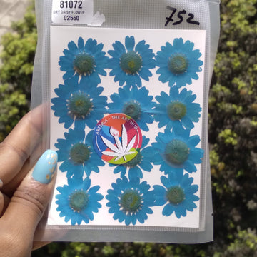 Pressed Daisies- Blue