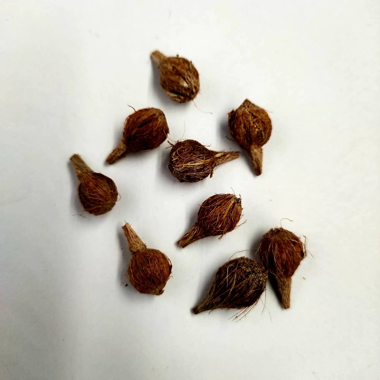 Mini coconut for Rakhi