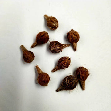 Mini coconut for Rakhi