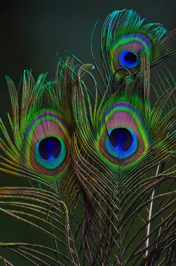 Natural Peacock Feather [pack of 2]