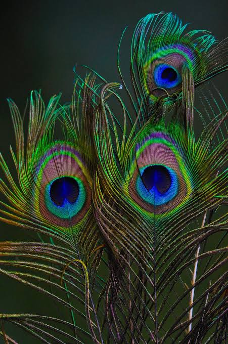 Natural Peacock Feather [pack of 2]