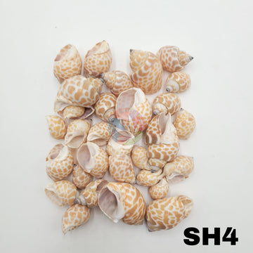 Natural Sea Shells 4