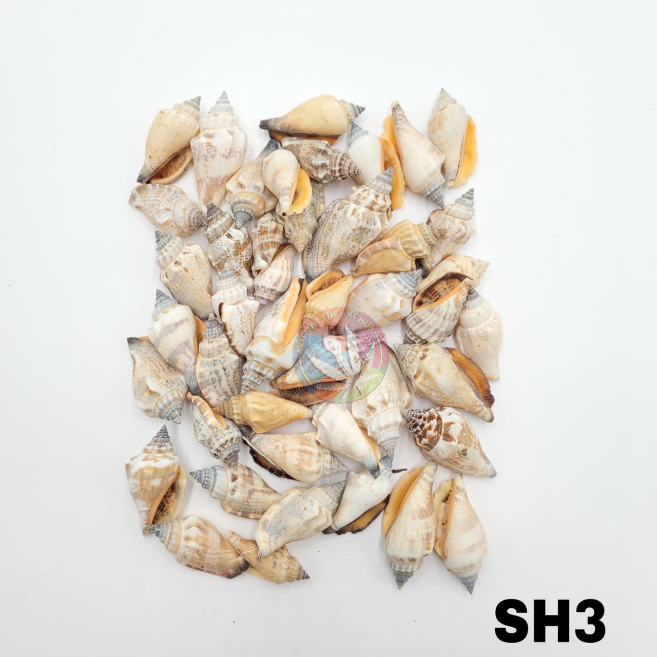Natural Sea Shells 3