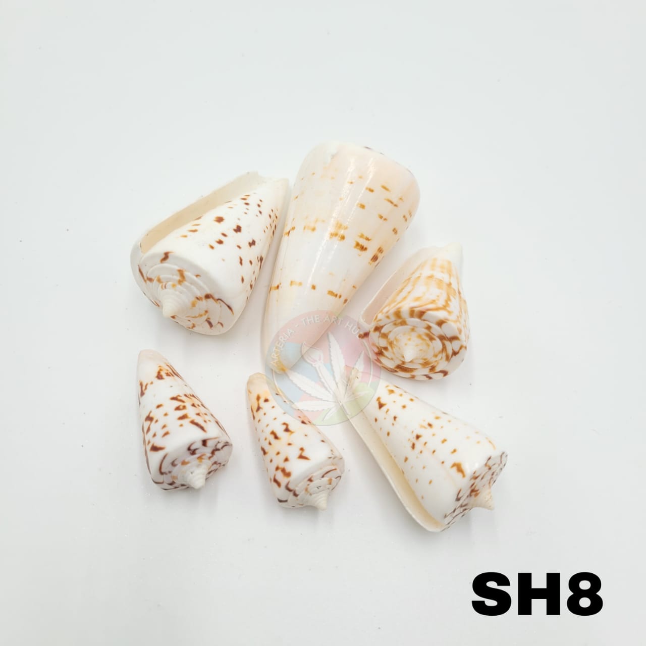 Natural Sea Shells 8