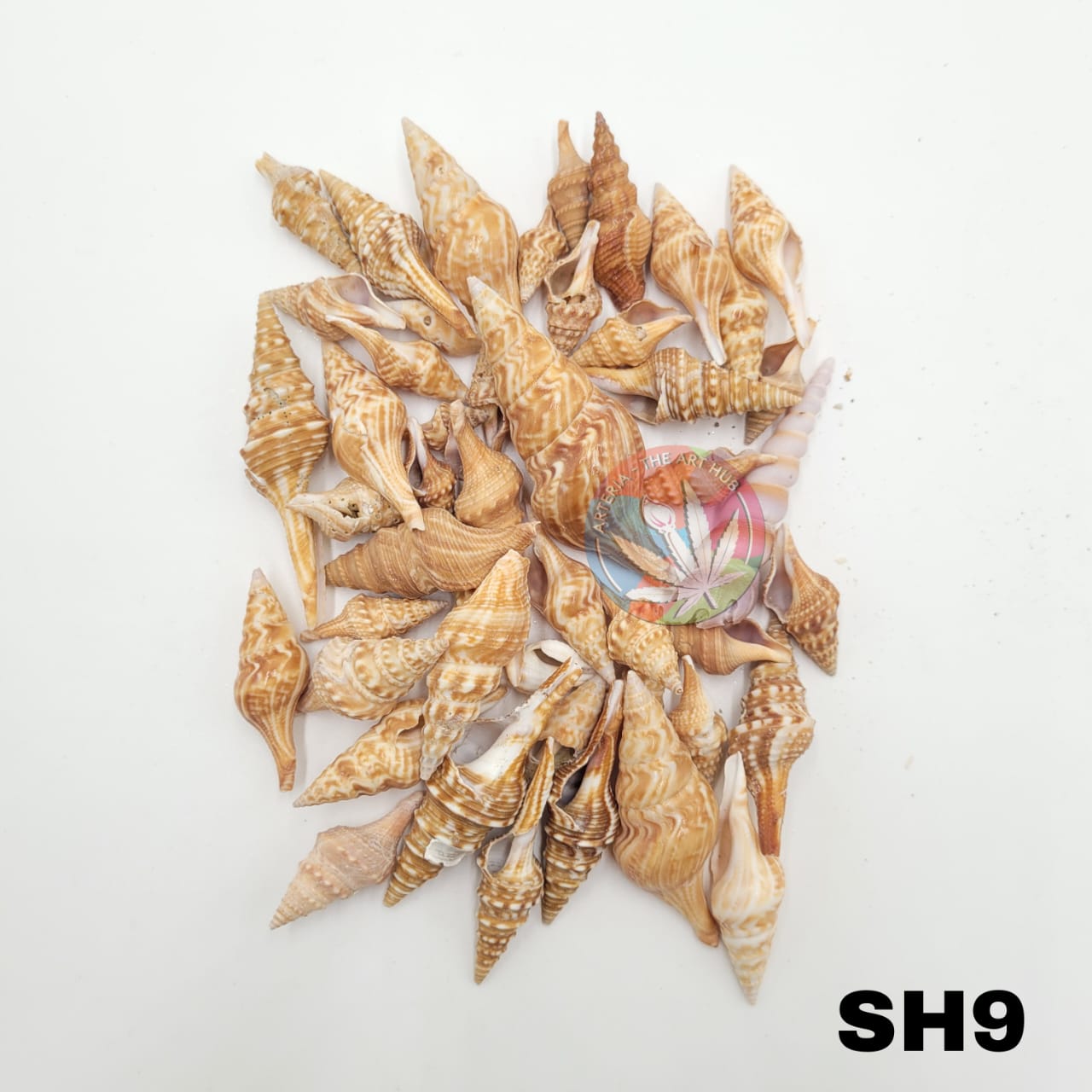 Natural Sea Shells 9