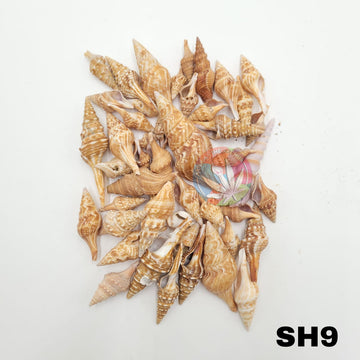 Natural Sea Shells 9