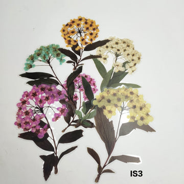 Transparent Insert Cutouts- Multi Flowers