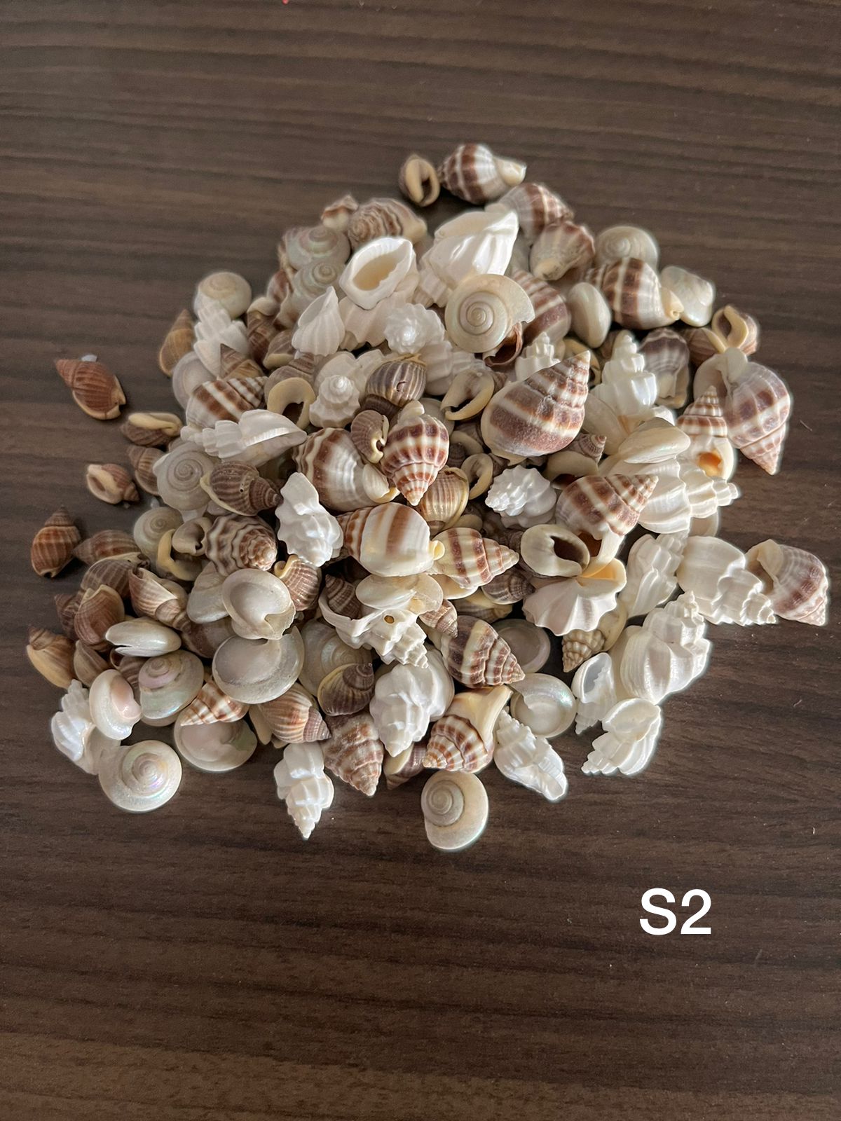 New Natural Sea Shells mix shapes- Small