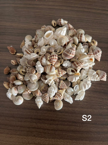 New Natural Sea Shells mix shapes- Small