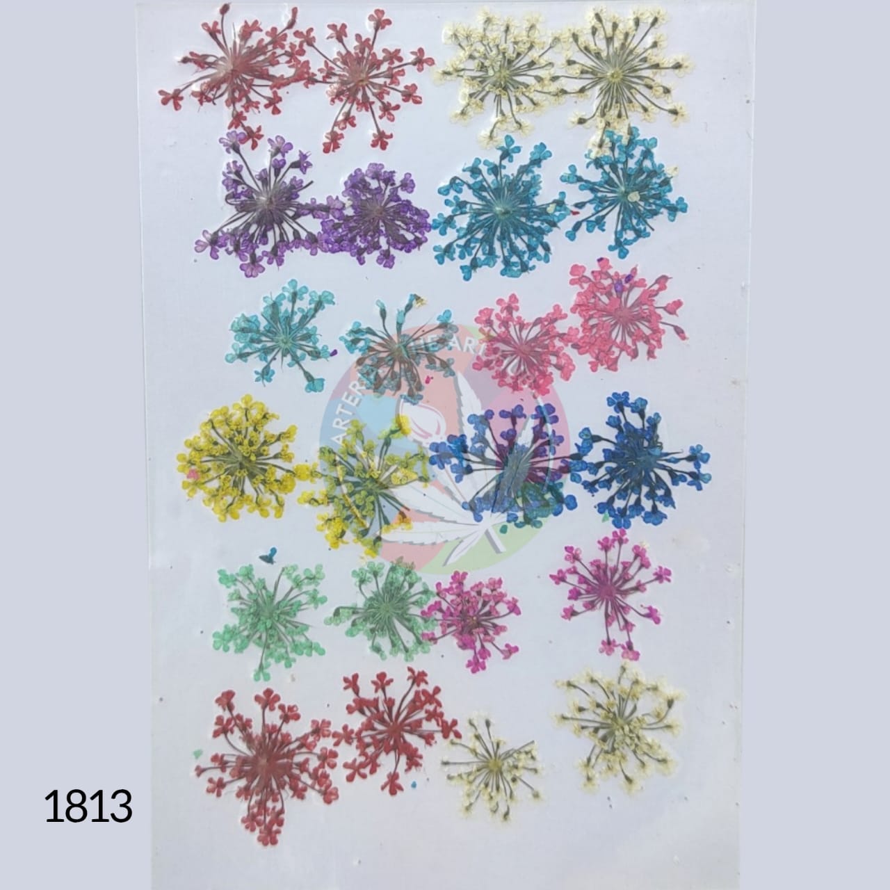 Queen Annes Lace Flowers - Multi Colour 24 Pcs