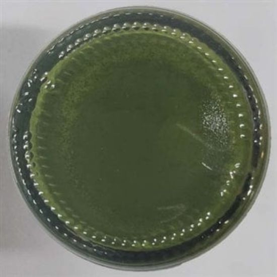 Olive Green Opaque Pigment