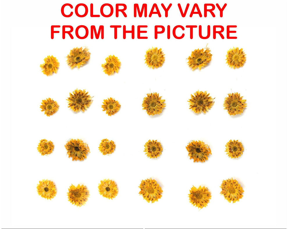 24PCS Mini dried Sunflower- golden yellow