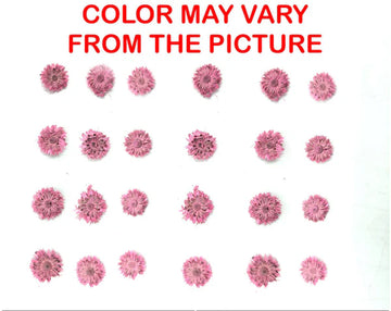 24PCS Mini dried Sunflower- Pink