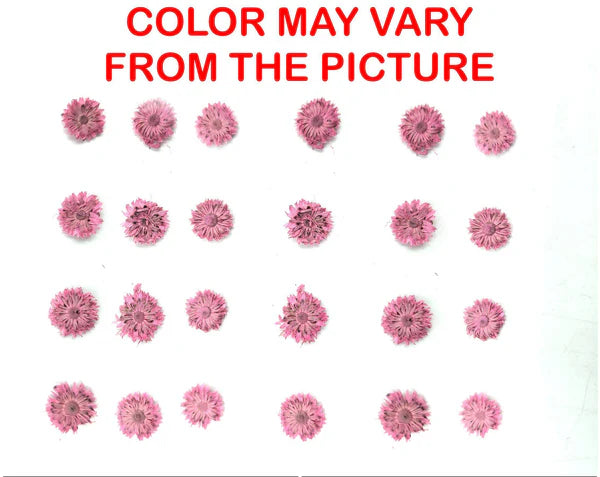 24PCS Mini dried Sunflower- Pink