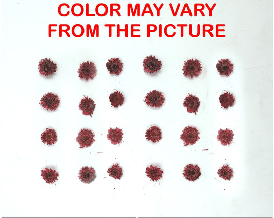 24PCS Mini dried Sunflower- Red