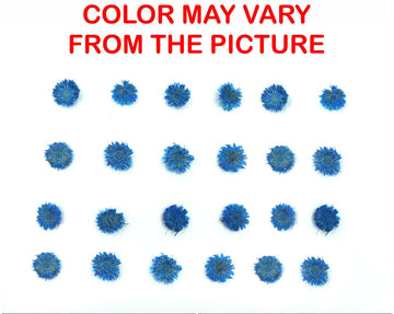 24PCS Mini dried Sunflower- Light blue