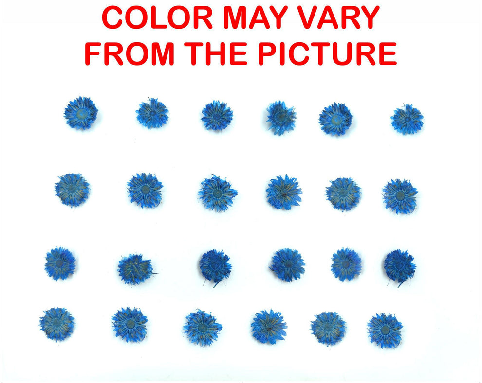 24PCS Mini dried Sunflower- Light blue