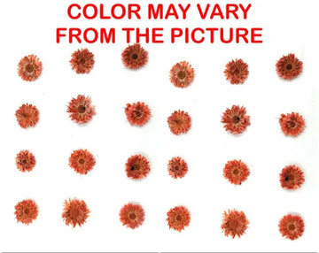 24PCS Mini dried Sunflower- Orange