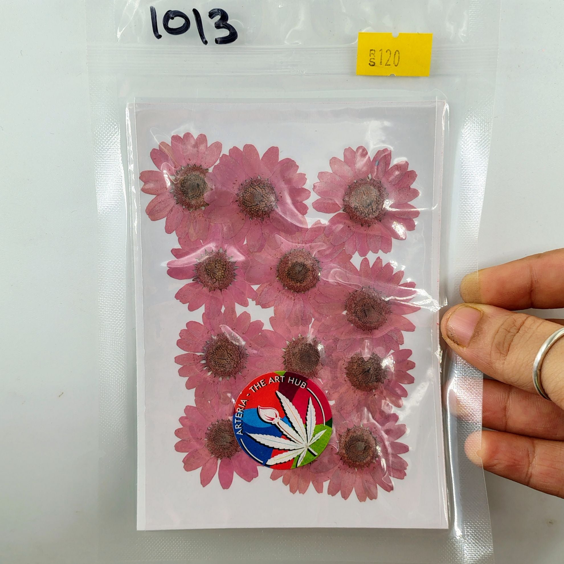 Pressed Daisies- Light Magenta