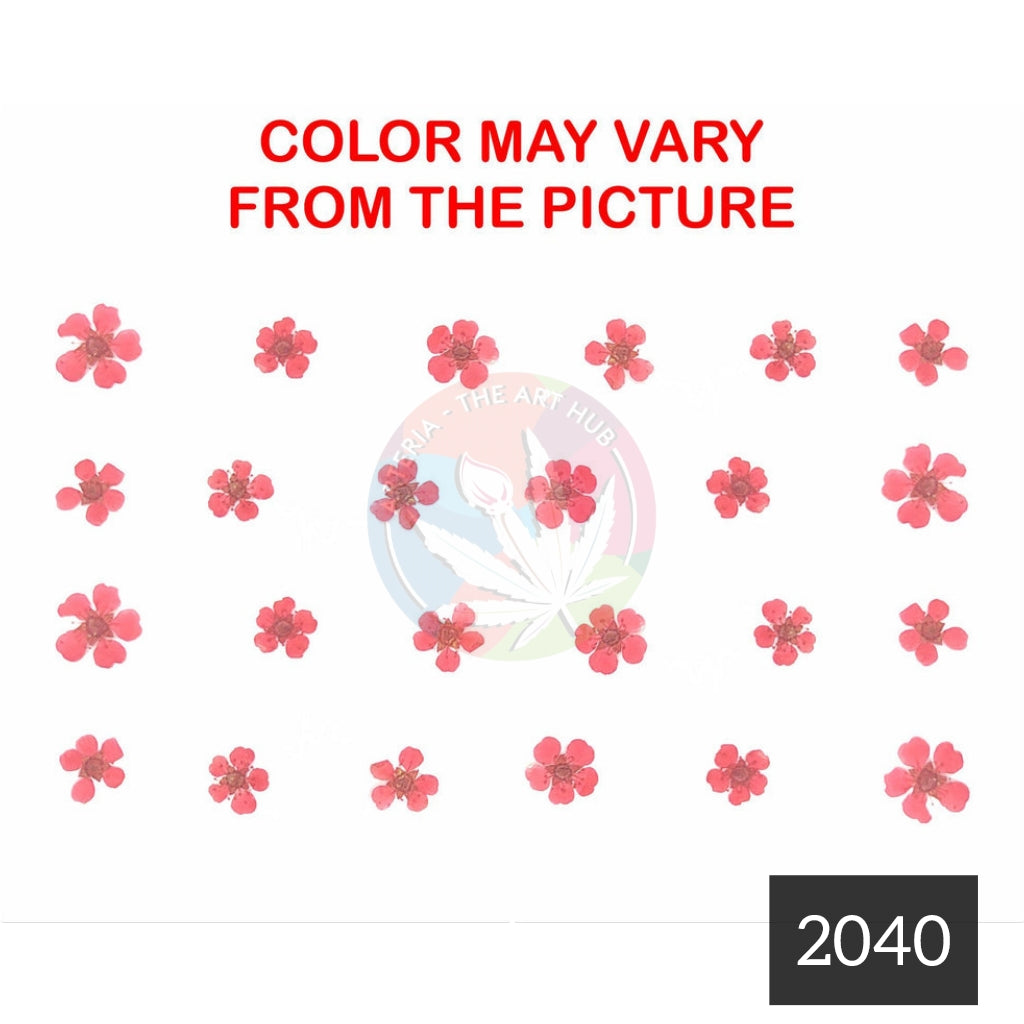 Red plum blossom pressed flower