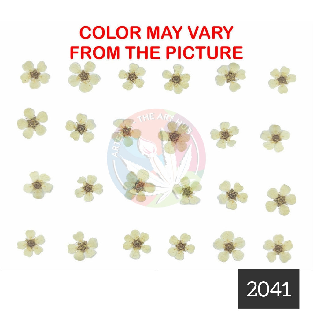 Cream plum blossom pressed flower