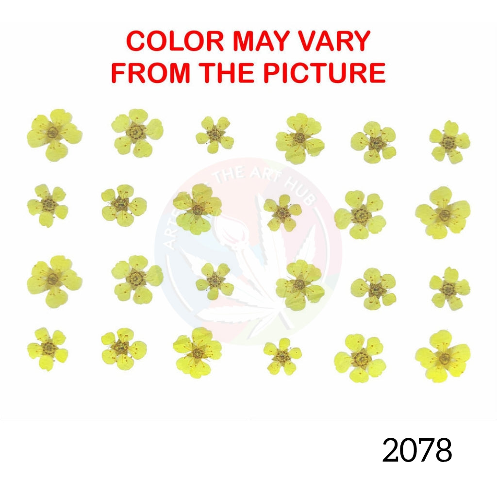 Yellow plum blossom pressed flower