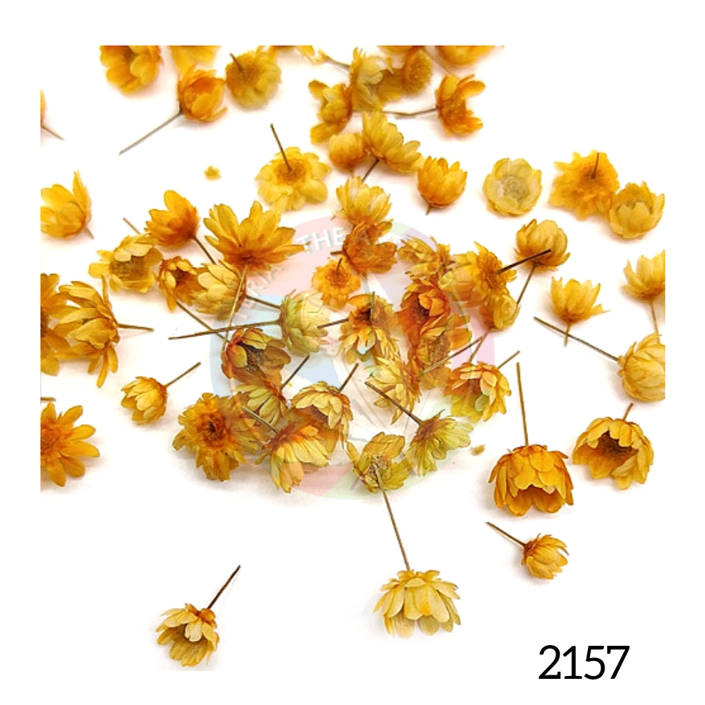 Brazilian Small Star Daisies - Orange