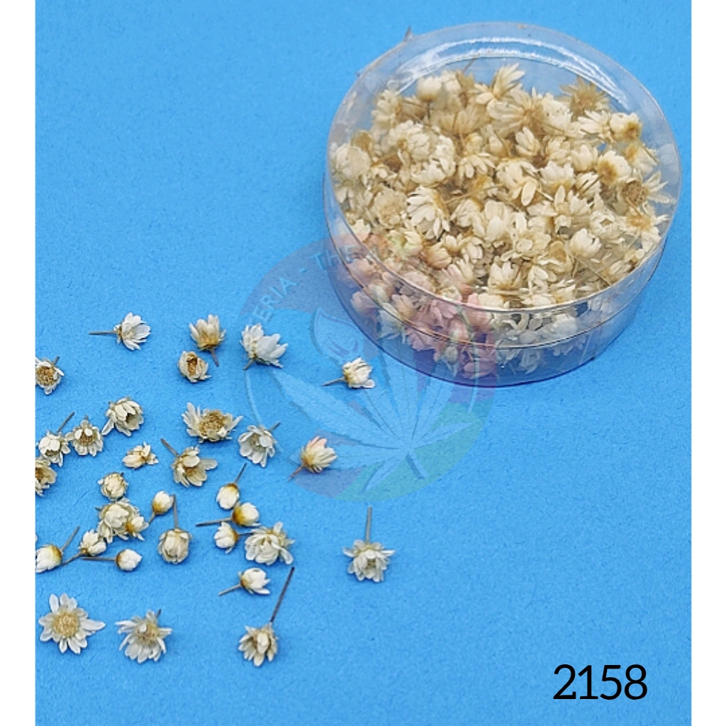 Brazilian Small Star Daisies - White