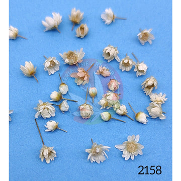 Brazilian Small Star Daisies - White