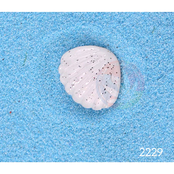 Small Shell Miniature- White
