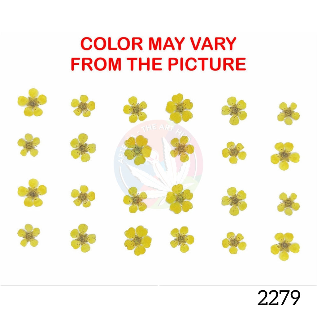 Golden Yellow plum blossom pressed flower