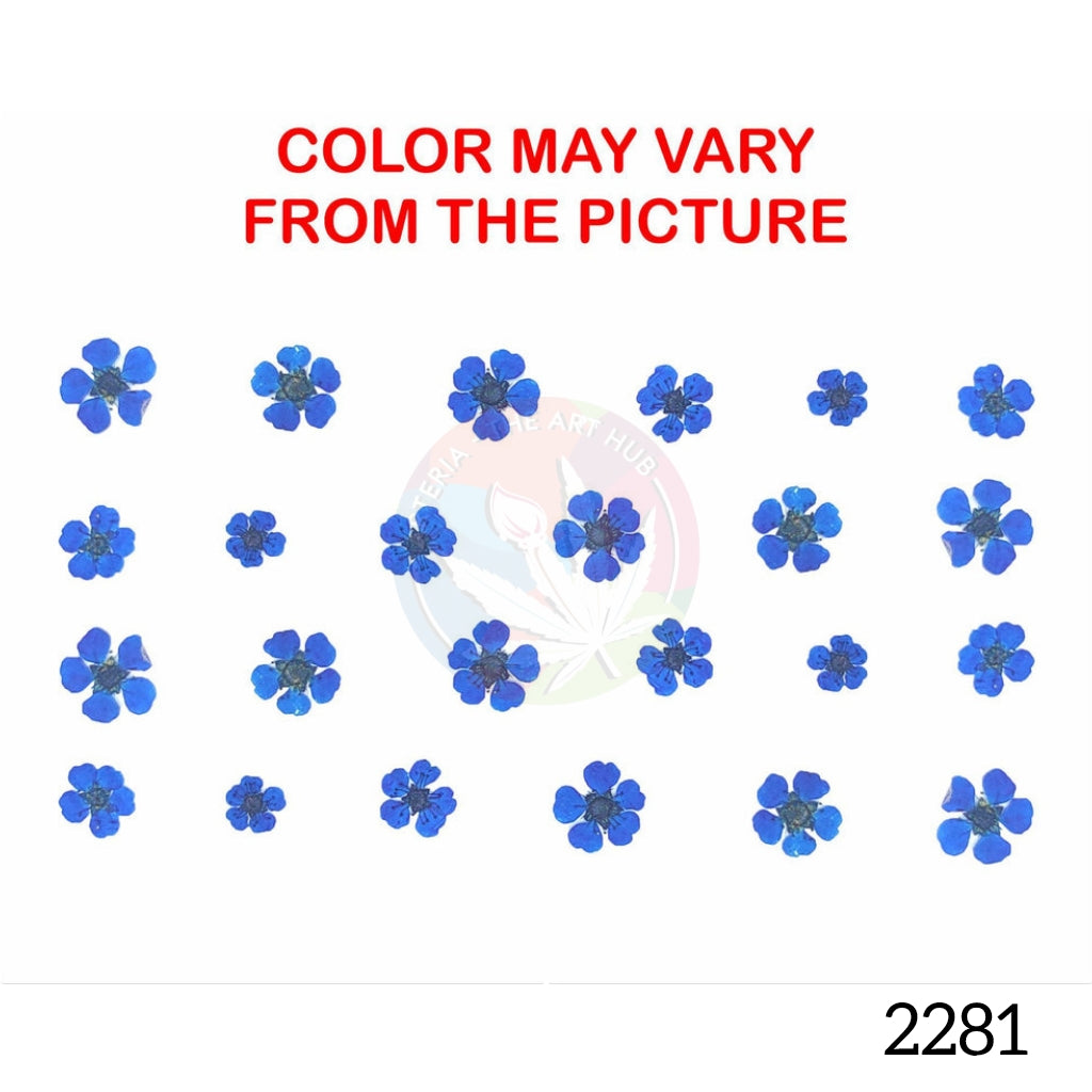 Dark Blue plum blossom pressed flower