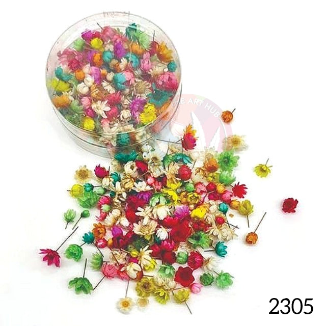 Brazilian Small Star Daisies - Multicolour