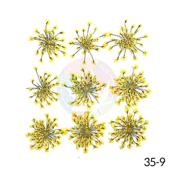 Pressed Queen Annes Lace Flowers -Yellow