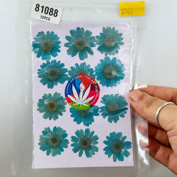 Pressed Daisies- Ferozi