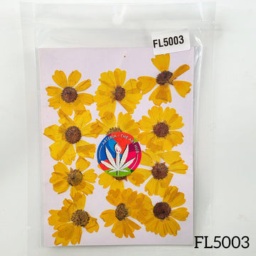 Yellow Wild Dry Pressed Flower- 12 Pcs