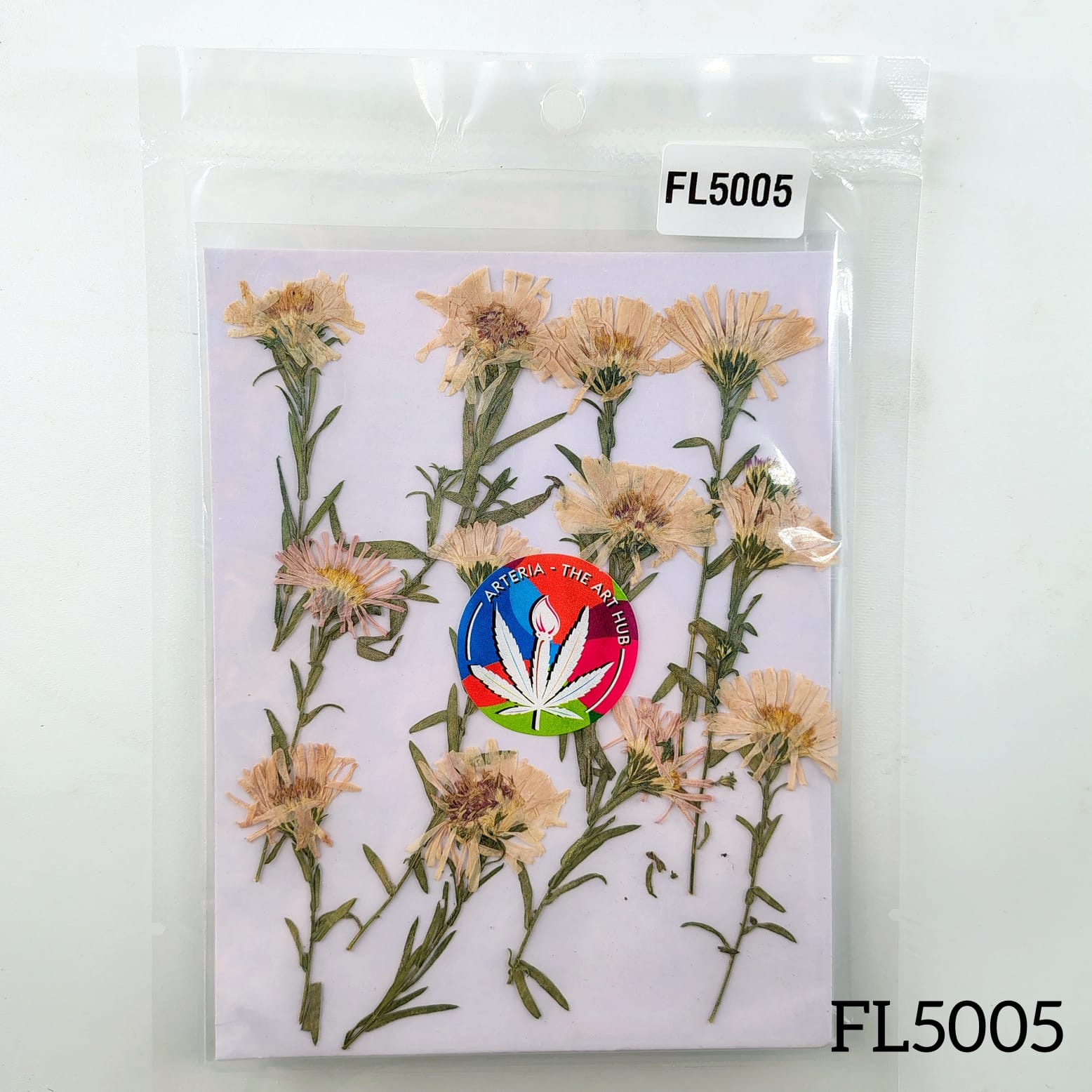 Leucanthemella Serotina Dry Pressed Flower- 12 Pcs