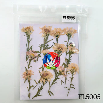 Leucanthemella Serotina Dry Pressed Flower- 12 Pcs