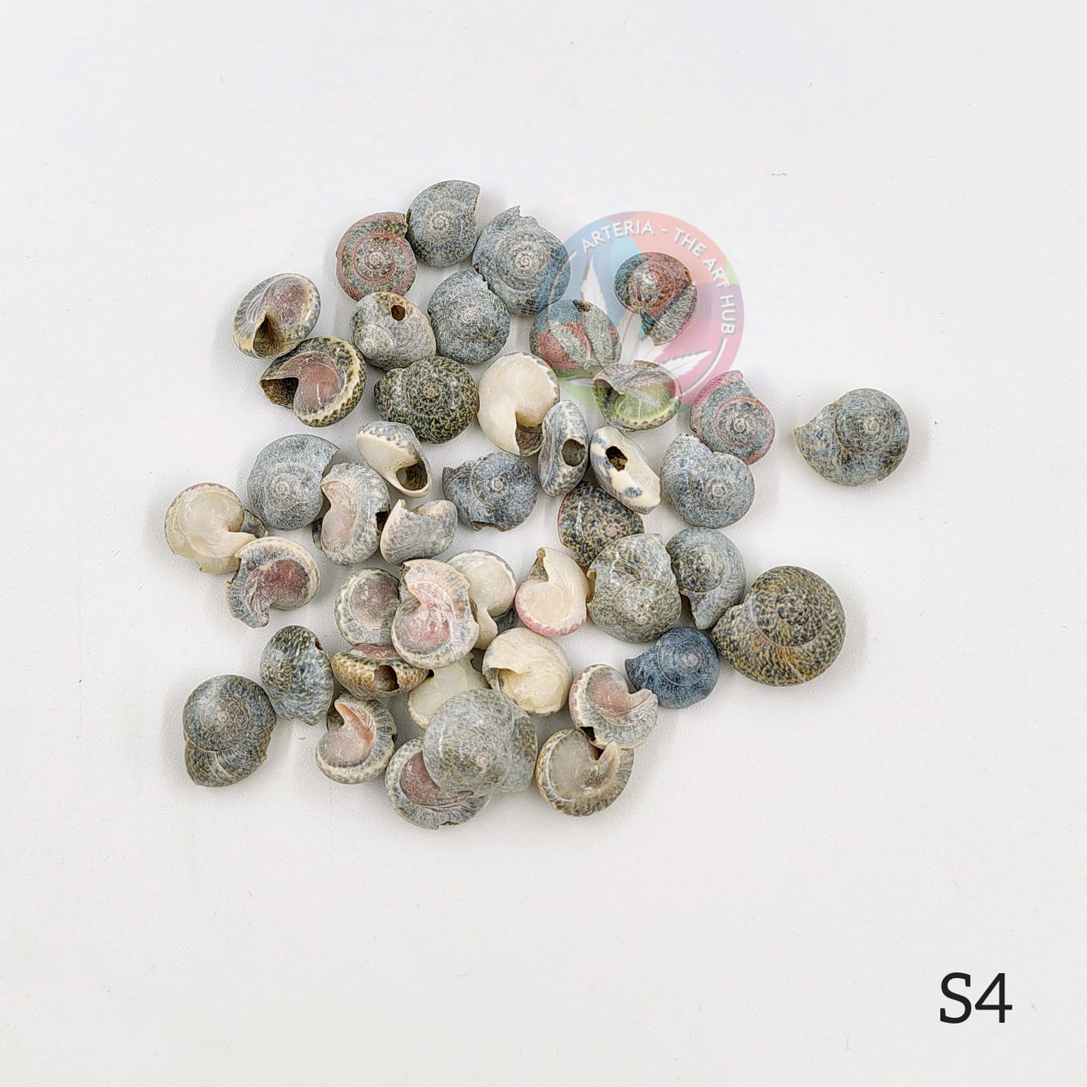 Natural Sea Shells - Mini shells