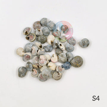 Natural Sea Shells - Mini shells