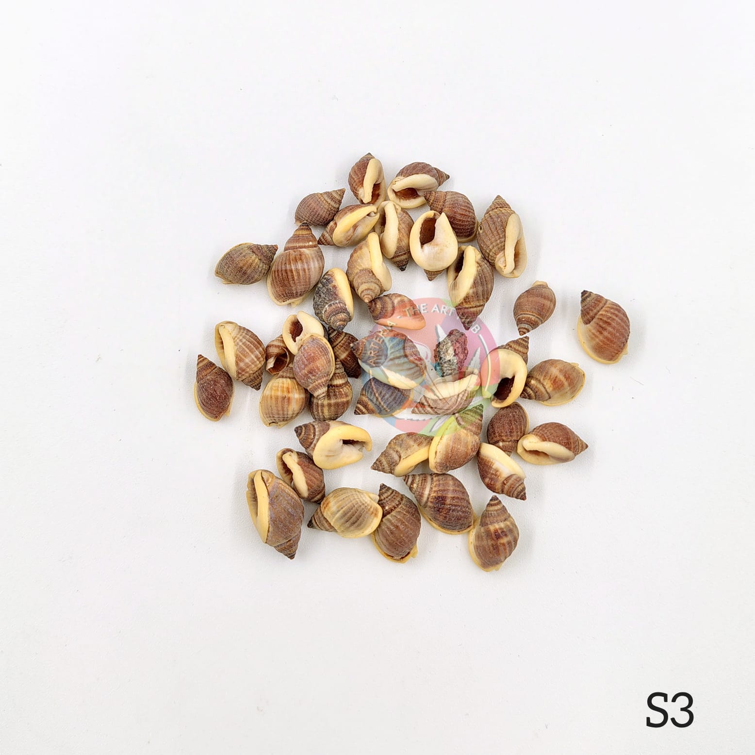 Natural Sea Shells - Mini shells