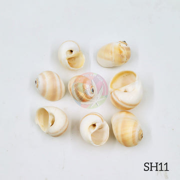 Natural Sea Shells 11